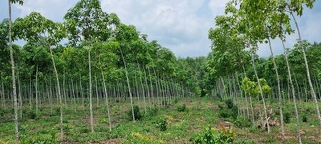 ขายที่ดินพร้อมสวนยาง 41ไร่ ในตัวเมืองจังหวัดตราด ใกล้ตลาด ขายที่ดินพร้อมสวนยาง 41ไร่ ในตัวเมืองจังหวัดตราด ใกล้ตลาด
