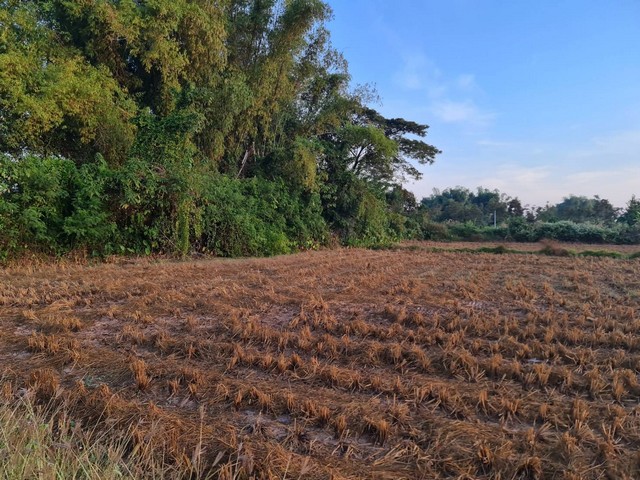 สรรหาที่แปลงสวยวิวทำเลดีขายเช่า ที่สวย18-ไร่เศษร่ หนองคาย สรรหาที่แปลงสวยวิวทำเลดีขายเช่า ที่สวย18-ไร่เศษร่ หนองคาย