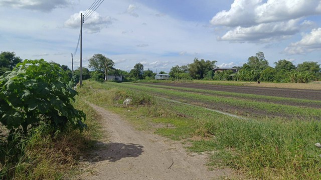 ขายที่ดิน 11-1-76 ตร.ว. ใกล้ถนนราชพฤกษ์ (2) ขายที่ดิน 11-1-76 ตร.ว. ใกล้ถนนราชพฤกษ์ (2)